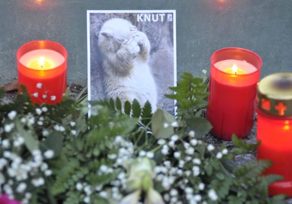 Celé Německo smutní kvůli ztrátě hvězdy berlínské zoo.