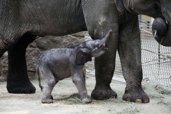 Neznámý podvodník vydělává na novém přírůstku ostravské zoo. Neznámý podvodník vydělává na novém přírůstku ostravské zoo.