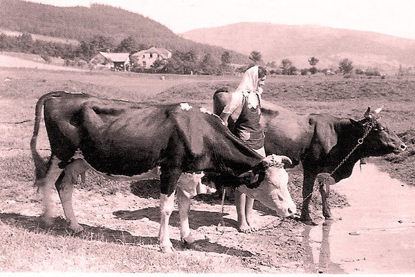 Krávy na Těšínsku. Ve Slezsku roku 1911 žilo 196 626 kusů hovězího dobytka. 