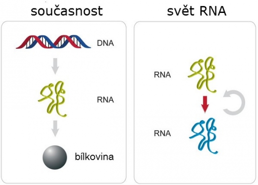 Dnes se DNA, RNA a bílkoviny bez sebe neobejdou. Kdysi mohla jejich úkoly plnit jediná molekula.