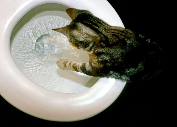 Zvířátka mají různé záliby. Některá ráda tančí a některá třeba pozorují splachovací záchod. Zvířátka mají různé záliby. Některá ráda tančí a některá třeba pozorují splachovací záchod.