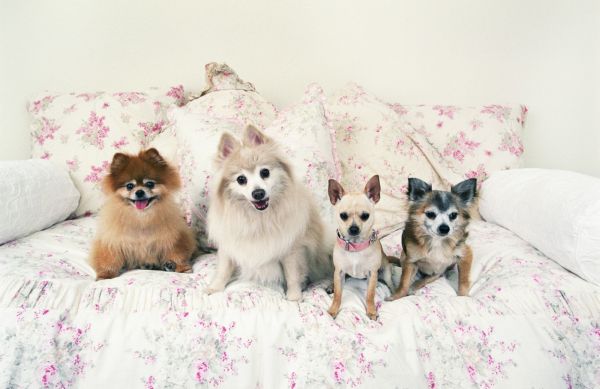 Veterináři teď nabízejí novinku - "antikoncepci" pro psy. Veterináři teď nabízejí novinku - "antikoncepci" pro psy.