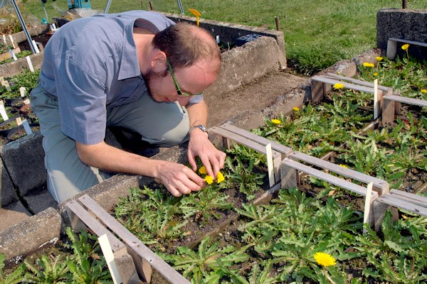 V Průhonicích poprvé vykvetl kříženec několika druhů pampelišky, který produkuje vysoké množství kaučuku.
