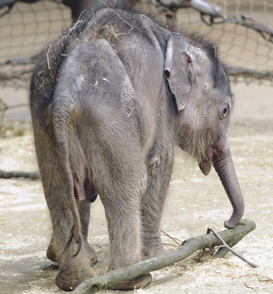 Sloní sameček narozený 11. března v ostravské zoo. Sloní sameček narozený 11. března v ostravské zoo.
