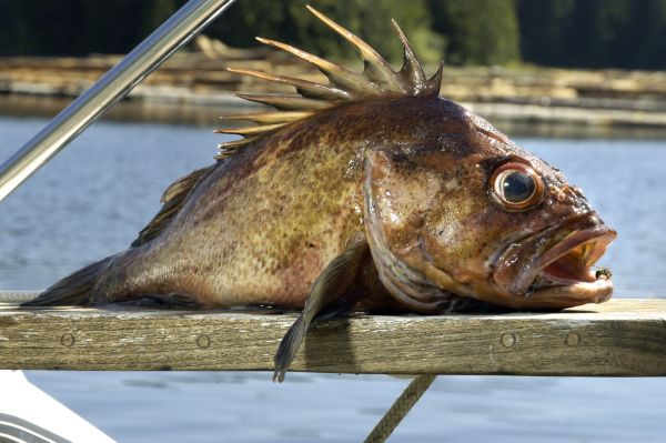 Ropušnici se v některých jazycích říká dračí hlava. Ropušnici se v některých jazycích říká dračí hlava.