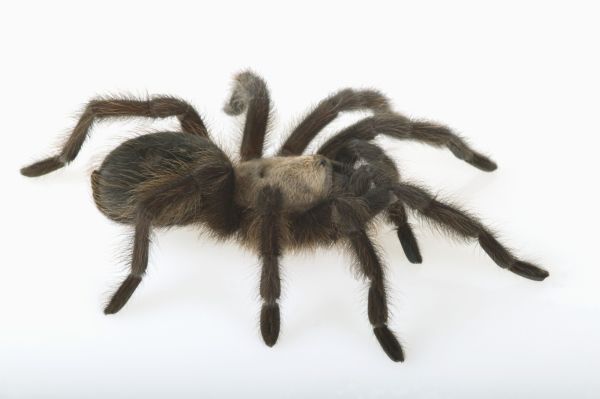 Největší pavouci jsou sklípkani, zvaní také tarantule. Ale víte, kolik měří?