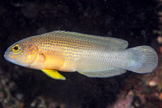 Nový druh sapínovce z rodu Pseudochromis.