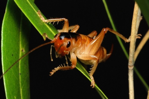 Glomeremus orchidophilus. Glomeremus orchidophilus.
