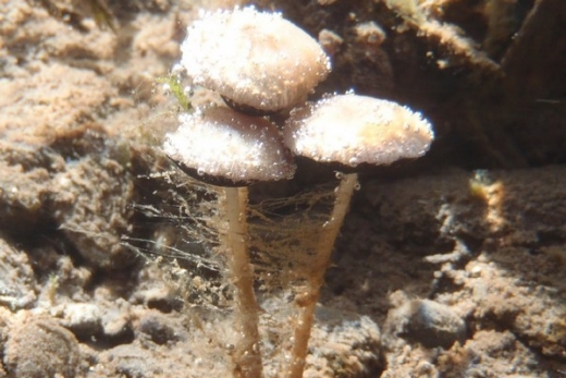Psathyrella aquatica. Psathyrella aquatica.