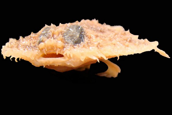 Halieutichthys intermedius. Halieutichthys intermedius.