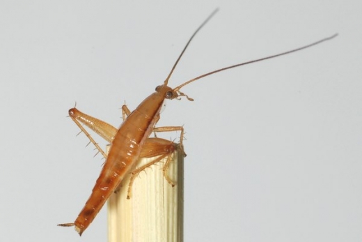 Saltoblattella montistabularis. Saltoblattella montistabularis.