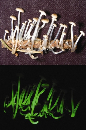 Mycena luxaeterna. Mycena luxaeterna.