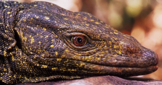 Varanus bitatawa. Varanus bitatawa.