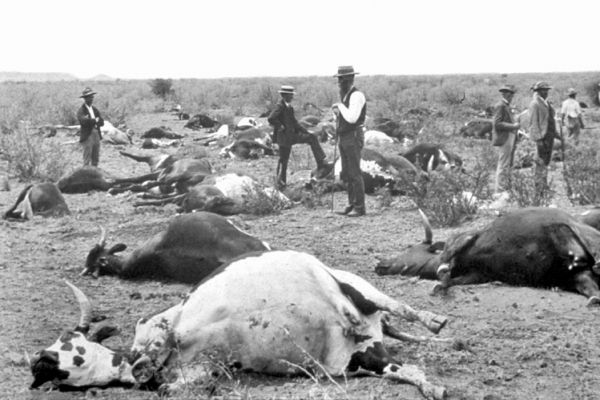 Mor skotu je teprve druhou globálně vymýcenou nemocí. Jižní Afrika, 1896. Mor skotu je teprve druhou globálně vymýcenou nemocí. Jižní Afrika, 1896.