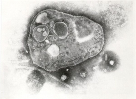 Virus je rychlý a smrtelný, sám ale na slunci nepřežije dlouho.