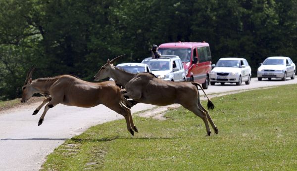 Do safari ve Dvoře Králové se od 1. června může i vlastním vozem.