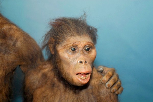 Rekonstrukce možné podoby samice rodu Australopithecus. Rekonstrukce možné podoby samice rodu Australopithecus.