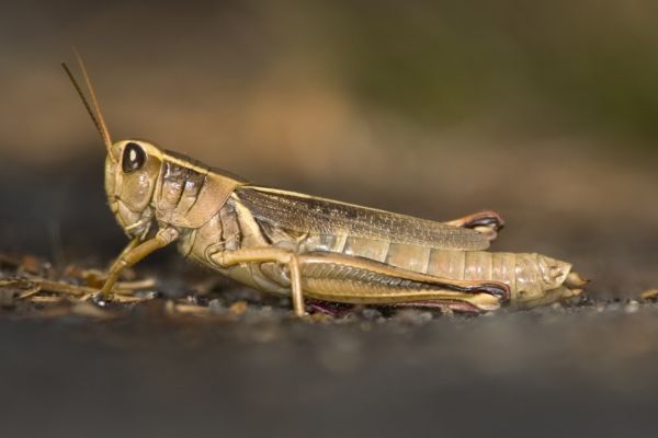 Saranče.