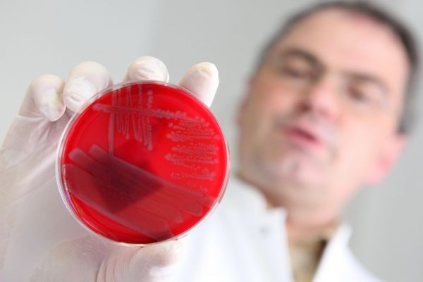 Bakterie E. coli. Bakterie E. coli.