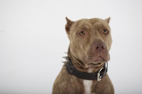 Pitbulteriér zakousl dva psy. Pitbulteriér zakousl dva psy.