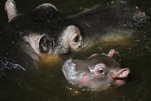 Pražská zoo hlásí nový přírůstek. Pražská zoo hlásí nový přírůstek.