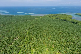 Pralesy ustupují plantážím olejových palem. Foto: Jürgen Freund / WWF-Canon.