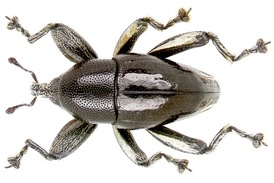 Šroubovací nohy vědci objevili u nosatce Trigonopterus oblongus.