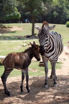 V čínské zoo se narodil zebroid.