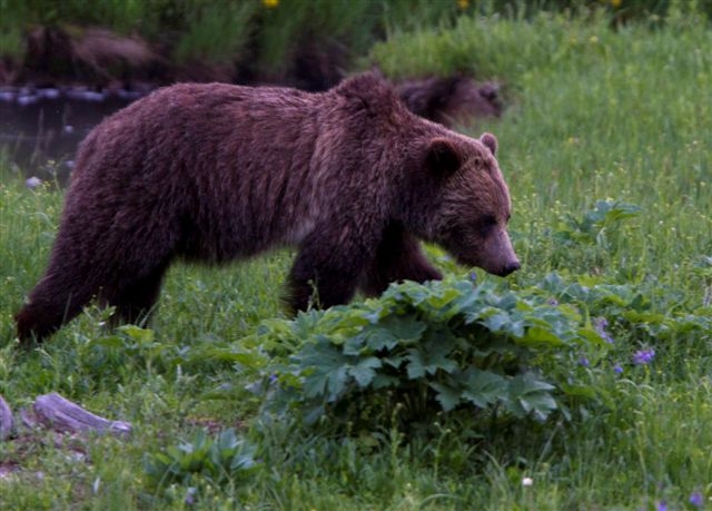Grizzly z Yellowstonského parku (ilustrační foto).