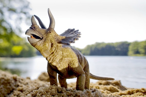 Nalezená kost zřejmě patřile Triceratopovi - rohatému dinosaurovi z rozhraní mezi křídou a třetihorami.