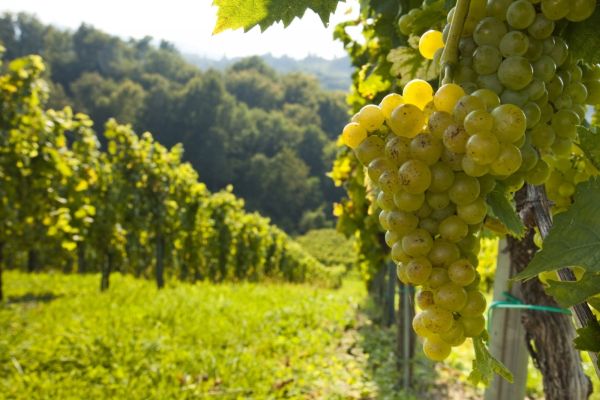 Znojemské historické vinobraní je největší akcí svého druhu v ČR. Znojemské historické vinobraní je největší akcí svého druhu v ČR.