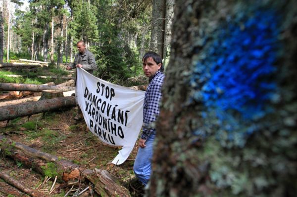 Aktivisté na Šumavě bojují proti kácení stromů napadených kůrovcem.