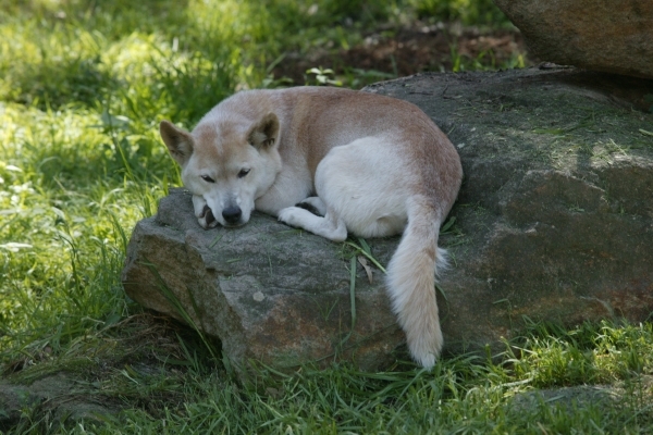 Dingo jsou na mnoha místech chráněni, ale způsobují velké škody na dobytku. Dingo jsou na mnoha místech chráněni, ale způsobují velké škody na dobytku.