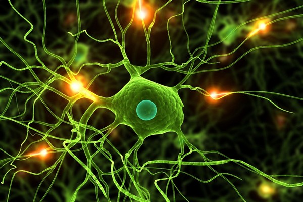 Neurony začnou při nedostatku energie požírat samy sebe.