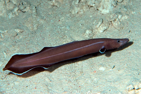 Úhoř Protoanguilla palau se liší od ostatních žijících úhořů, ale podobá se druhům starým 200 milionů let.