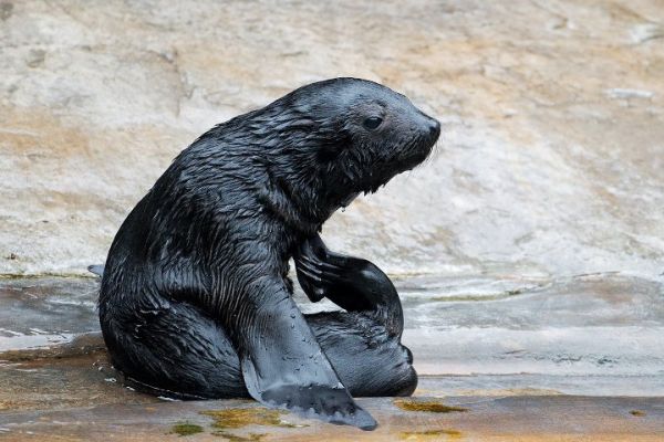 Tříměsíční lachtan z pražské zoo. Tříměsíční lachtan z pražské zoo.