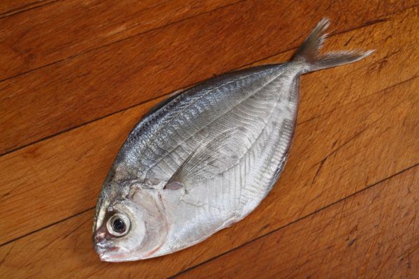 Butterfish (na snímku) není modrohlav. Butterfish (na snímku) není modrohlav.