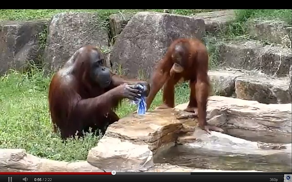 Orangutan, který se rád myje.
