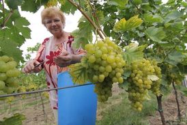 Loni se urodilo pouze 60 procent běžné úrody na burčák, letos by to mělo být podle vinařů lehce nadprůměrné.