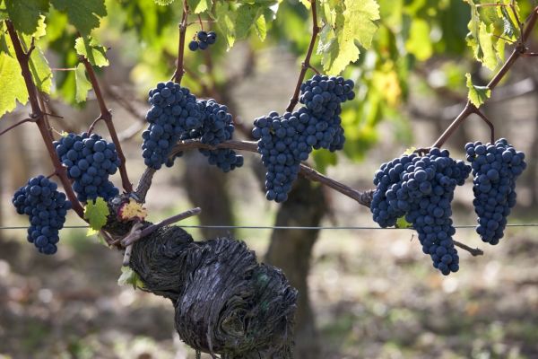 Na Pražském hradě se bude v průběhu dvou víkendů konat vinobraní. 