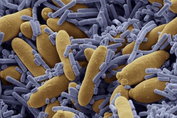 Bakterie se odnepaměti setkávají s přírodními antibiotiky a naučily se jim čelit.