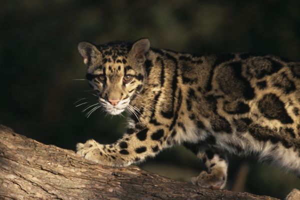 V ostravské zoo se narodil vzácný pardál obláčkový (ilustrační foto).