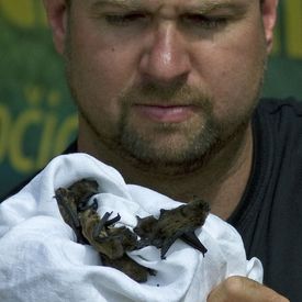 Netopýři se také nyní páří, takže ve městě, kde je vzrostlá zeleň a parky, se již několik let shromažďují velké skupiny.