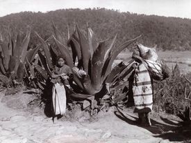 Pulque se získává kvašením šťávy z kořenů rostliny Agave salmiana.