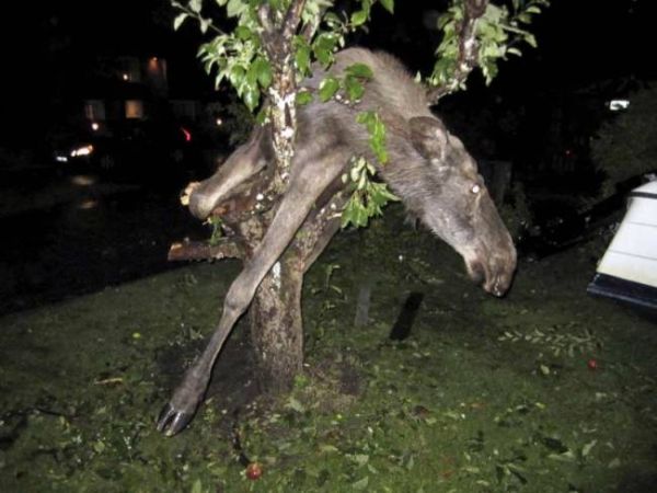 Los s pořádným obsahem alkoholu v krvi se zasekl na stromě.