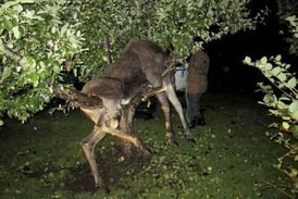 Zvířeti zůstala jen jedna noha na zemi, nedokázalo se vysvobodit.