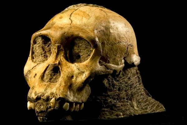Lebka příslušníka druhu Australopithecus sediba, možná našeho dávného předka.