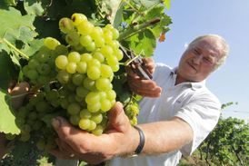 Vinobraním začíná vinařská sezóna.