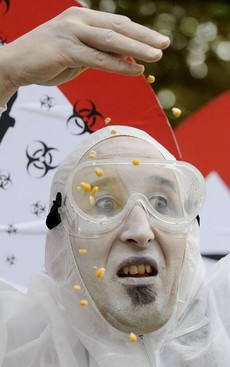 Geneticky modifikovaná kukuřice? Pozor, jed! Faktům navzdory.