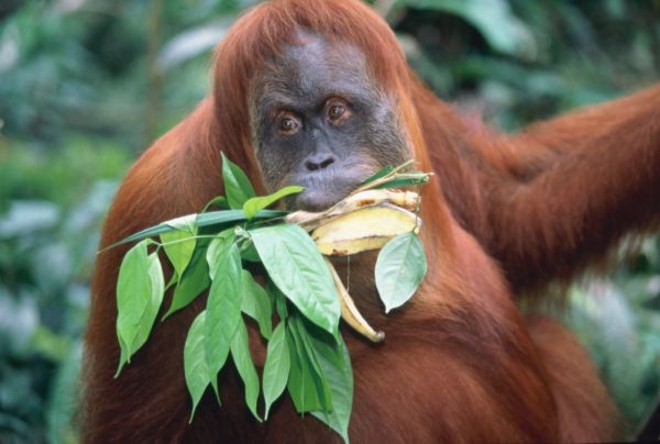 Do Prahy připutovali vzácní orangutani (ilustrační foto).